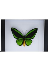 Nature Deco Ornithoptera Priamus Poseidon (man) in luxe 3D lijst 22 x 22 cm