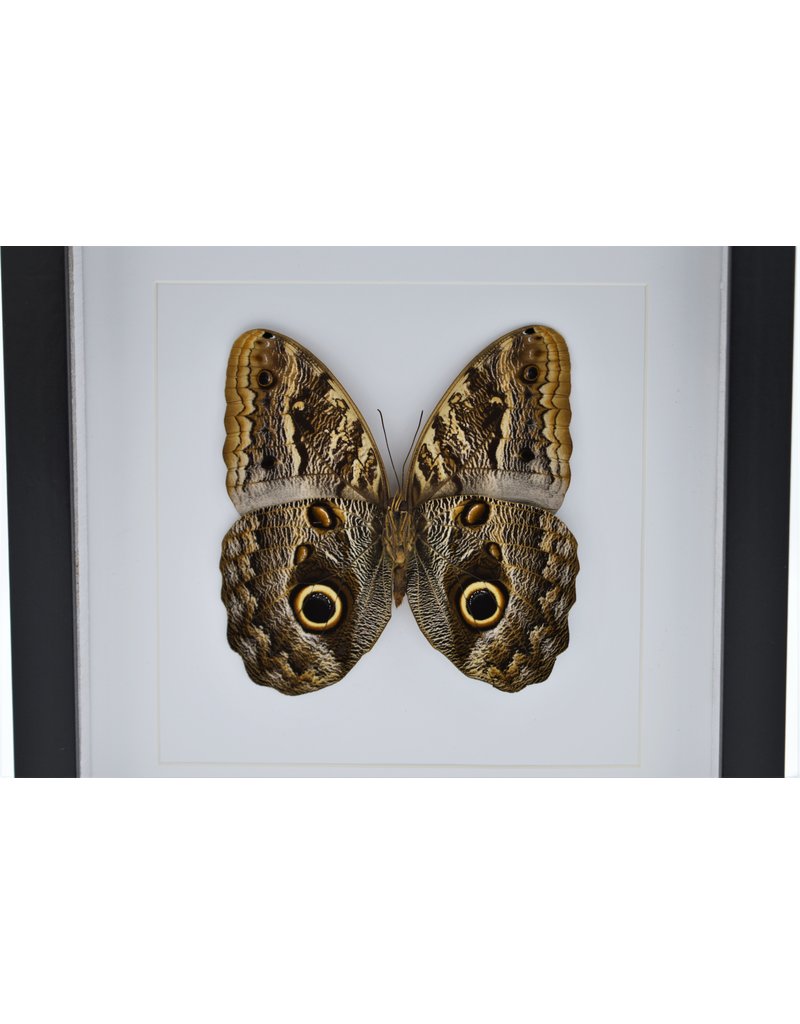 Nature Deco Caligo Telamonius (Owl eye butterfly) in luxury 3D frame 22 x 22 cm