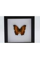 Nature Deco Vindula Dejone in luxury 3D frame 17 x 17cm