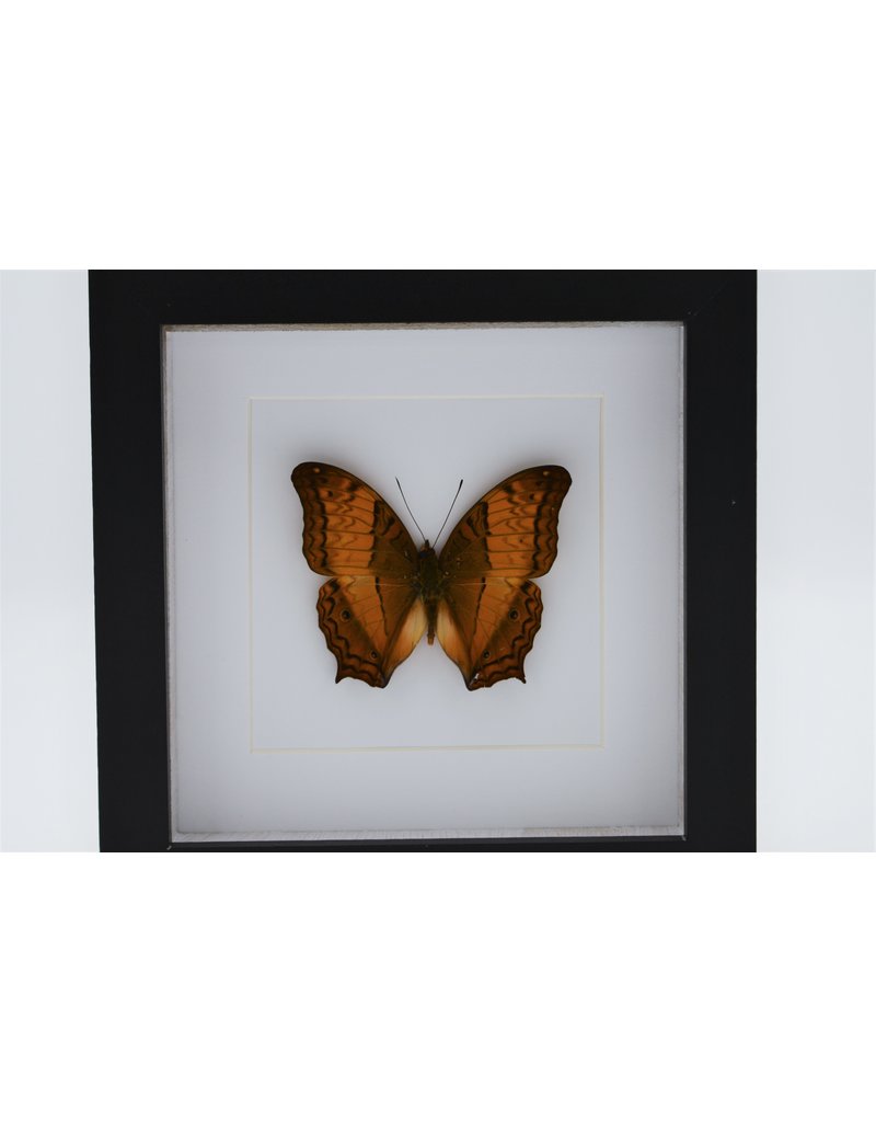 Nature Deco Vindula Dejone in luxury 3D frame 17 x 17cm