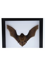 Nature Deco Flying bat in luxury 3D frame 22x22cm