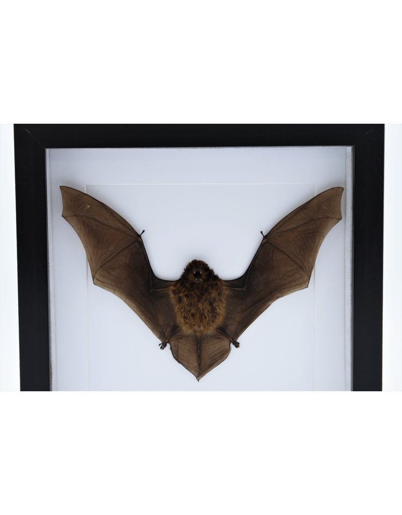 Nature Deco Flying bat in luxury 3D frame 22 x 22cm