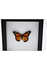 Nature Deco Danaus Plexippus (Monarch vlinder) in luxe 3D lijst 17 x 17cm