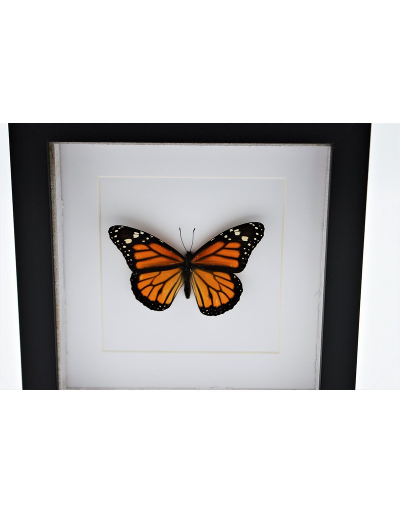 Nature Deco Danaus Plexippus (Monarch buttefly) in luxury 3D frame 17 x17cm
