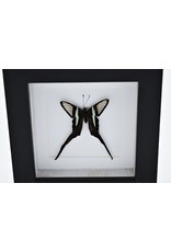 Nature Deco Lamproptera Curius in luxury 3D frame 12 x 12cm