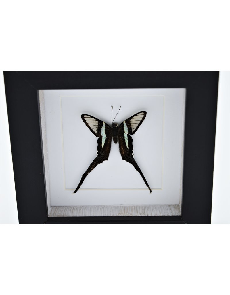 Nature Deco Lamproptera Curius in luxury 3D frame 12 x 12cm