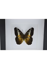 Nature Deco Parthenos Sylvia in luxe 3D lijst 17 x 17cm