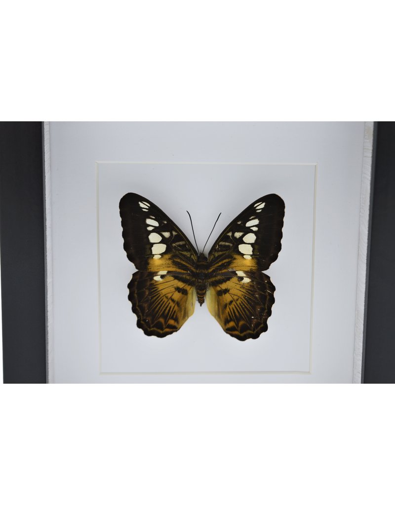 Nature Deco Parthenos Sylvia in luxury 3D frame 17 x 17cm