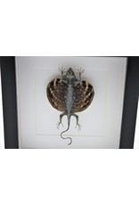 Nature Deco Draco Volans Volans (flying dragon) in luxury 3D frame 22 x 22cm