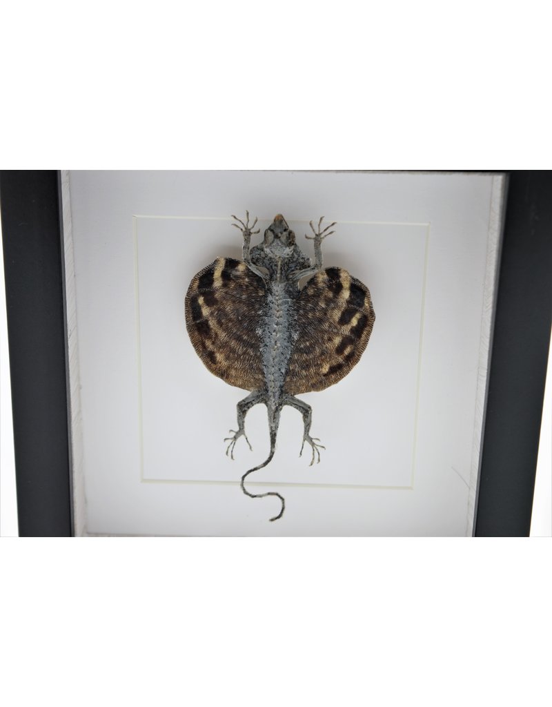 Nature Deco Draco Volans Volans (vliegend draakje) in luxe 3D lijst 17 x 17cm