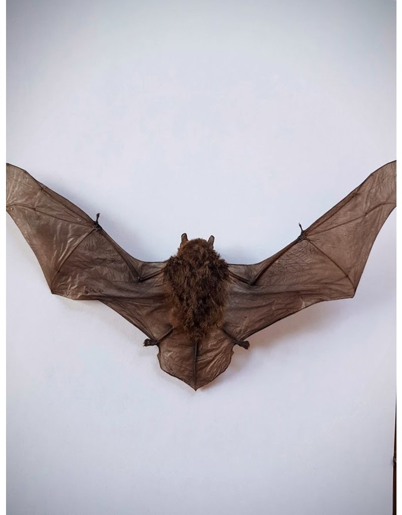 . Opgezette Pipistrellus species (vleermuis) vliegend