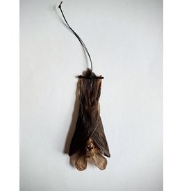 . Nycteris Javanica (bat) hanging