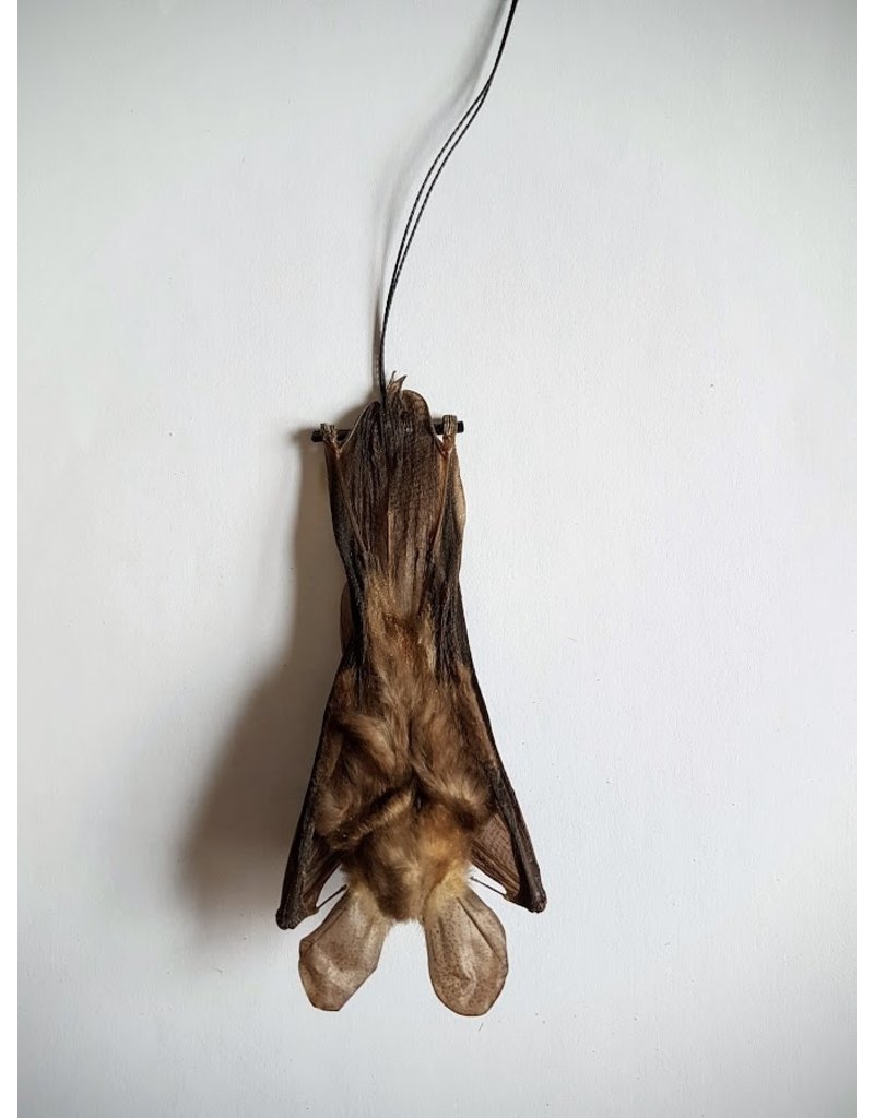 . Nycteris Javanica (bat) hanging