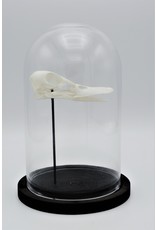 Nature Deco Duck skull in glass doem 21cm high
