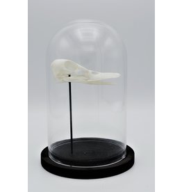 Nature Deco Duck skull in glass dome
