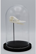 Nature Deco Duck skull in glass doem 21cm high