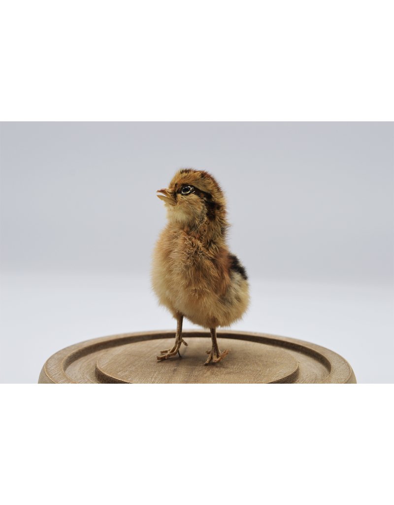 Nature Deco  chickens chick in glass dome (17,5cm x 20,5cm)