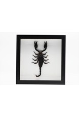 Nature Deco Mounted scorpion in luxury 3D frame