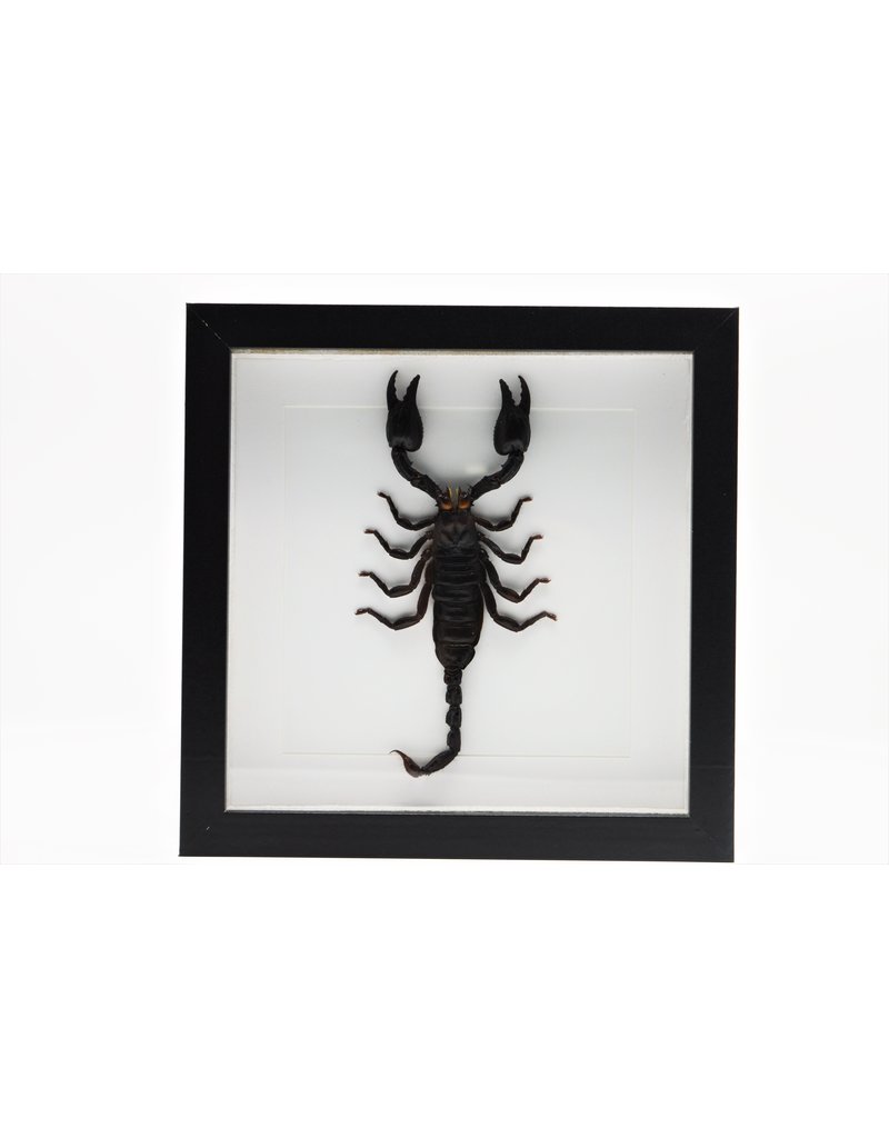 Nature Deco Mounted scorpion in luxury 3D frame