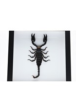 Nature Deco Mounted scorpion in luxury 3D frame