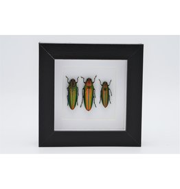 Nature Deco Jewel beetle in luxury 3D frame
