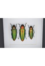 Nature Deco Jewel beetle in luxury 3D frame 12 x 12 cm