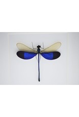 Nature Deco Blue dragonfly in luxury 3D frame 17 x 17cm