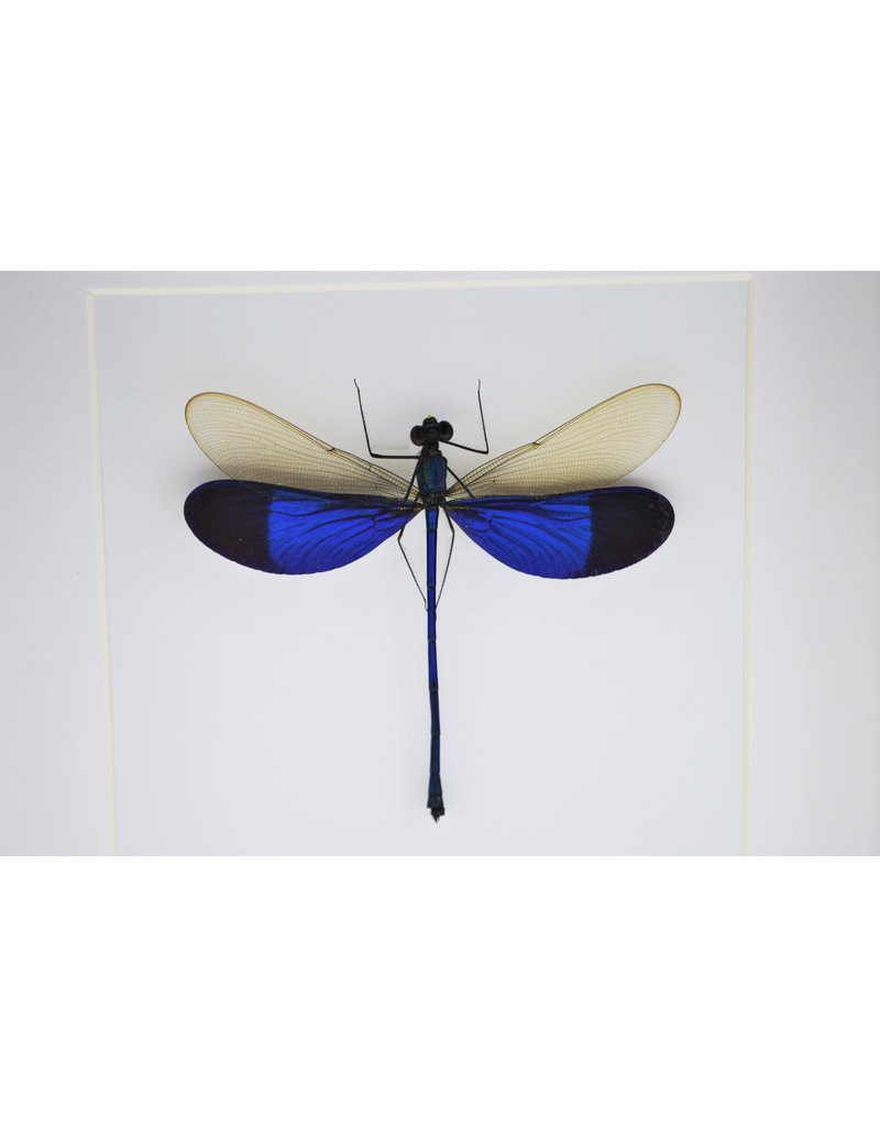 Nature Deco Blue dragonfly in luxury 3D frame 17 x 17cm