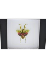 Nature Deco Mantis in luxury 3D frame 12 x 12cm