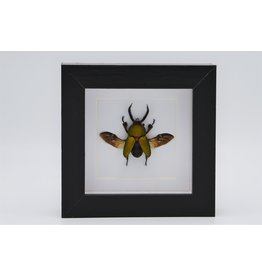 Nature Deco Lamprima adolphinae in luxury 3D frame