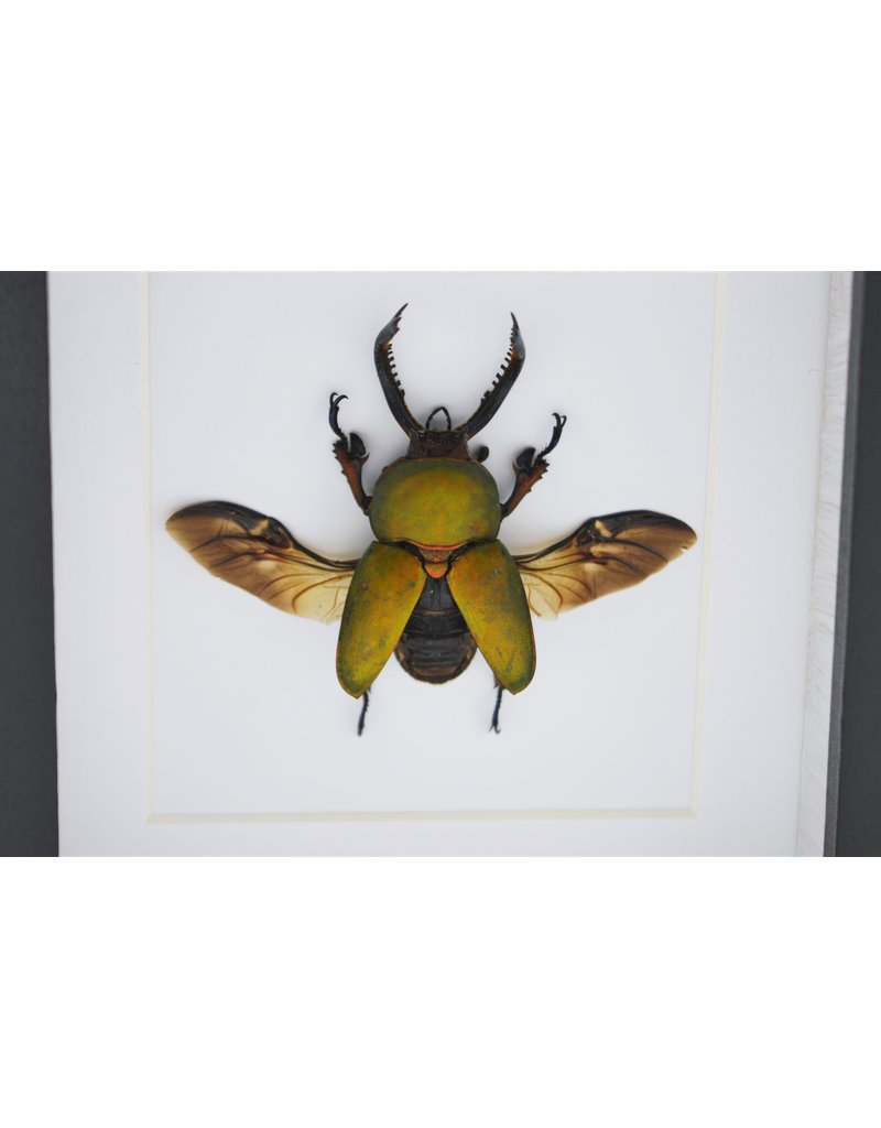 Nature Deco Lamprima adolphinae in luxury 3D frame 12 x 12cm