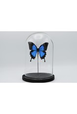 Nature Deco Papilio Ulysess in led glass dome 24,5 x 17cm