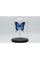 Nature Deco Papilio Ulysess in stolp  24,5 x 17cm