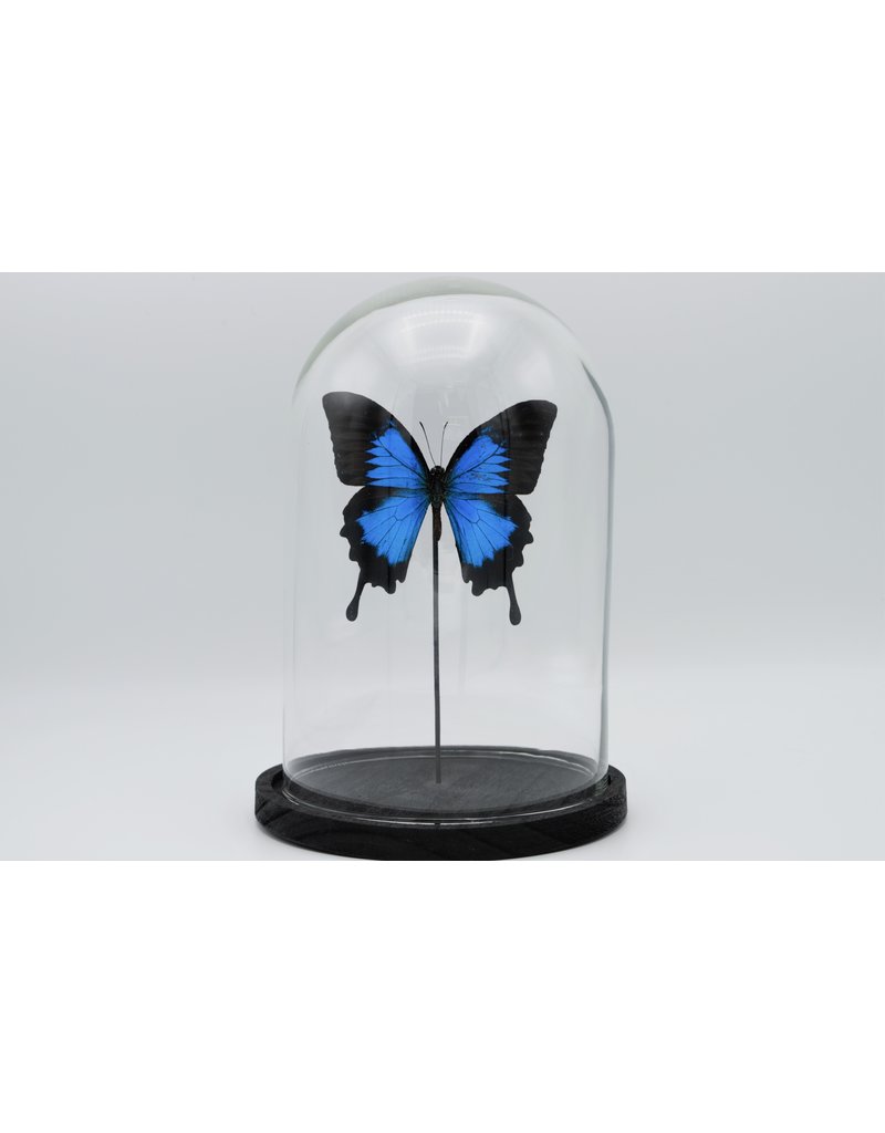 Nature Deco Papilio Ulysess in led glass dome 24,5 x 17cm