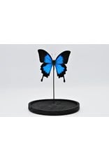 Nature Deco Papilio Ulysess in glass dome 24,5 x 17cm