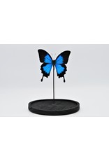 Nature Deco Papilio Ulysess in led glass dome 24,5 x 17cm