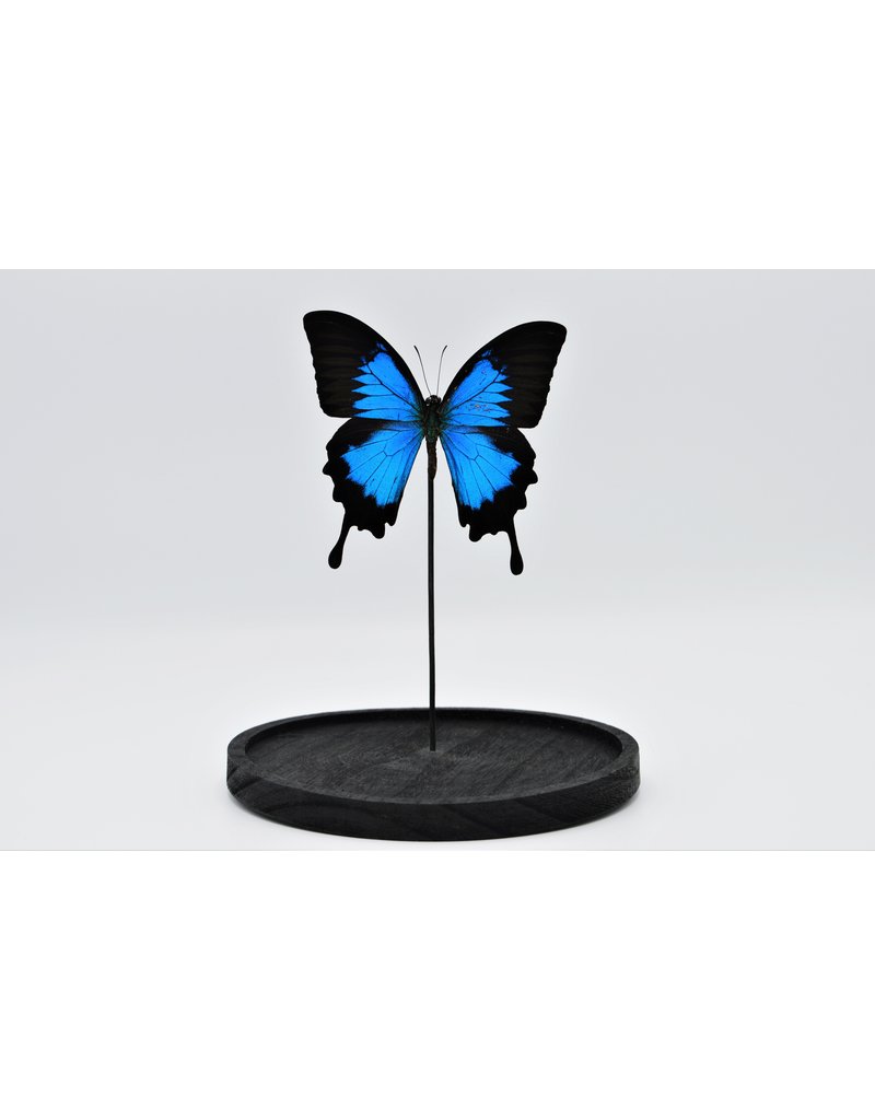 Nature Deco Papilio Ulysess in led glass dome 24,5 x 17cm