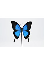 Nature Deco Papilio Ulysess in led stolp  24,5 x 17cm