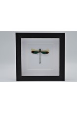 Nature Deco Green dragonfly in luxury 3D frame 17 x 17cm