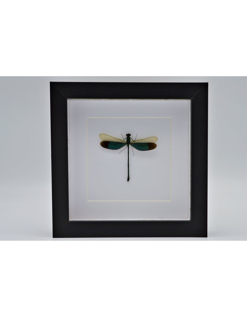 Nature Deco Green dragonfly in luxury 3D frame 17 x 17cm