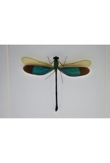 Nature Deco Green dragonfly in luxury 3D frame 17 x 17cm