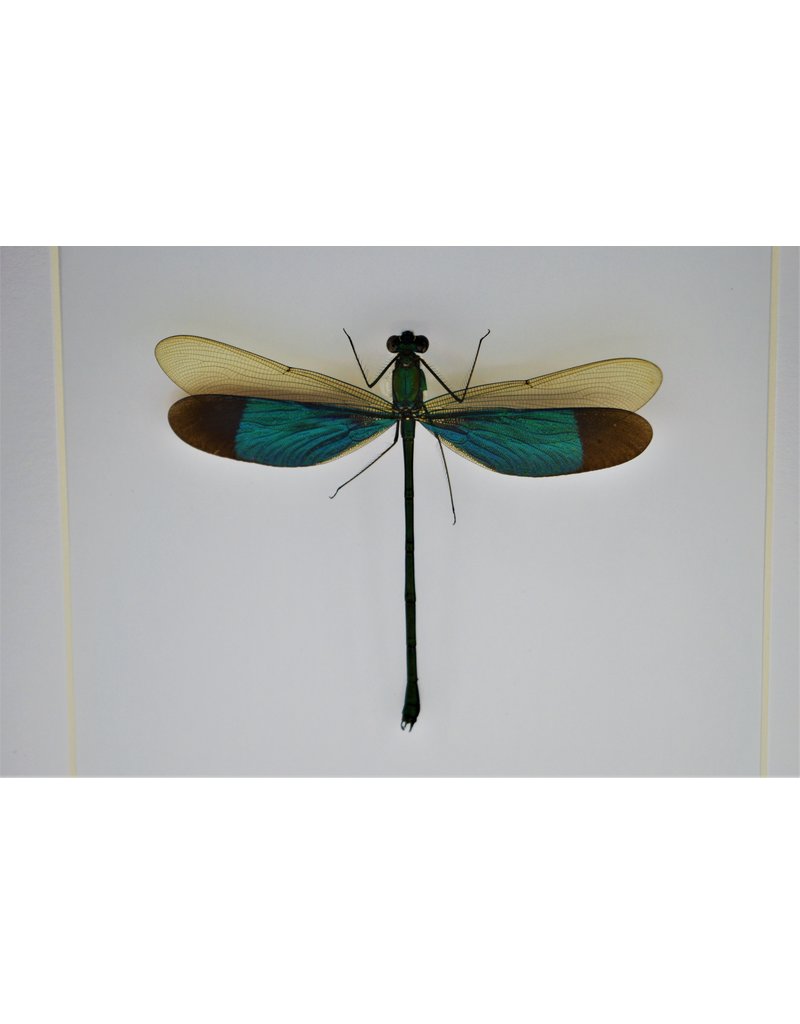 Nature Deco Green dragonfly in luxury 3D frame 17 x 17cm