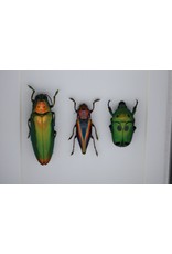 Nature Deco Beetle trio in luxury 3D frame 12 x 12cm