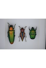 Nature Deco Kever trio in luxe 3D lijst 12 x 12cm