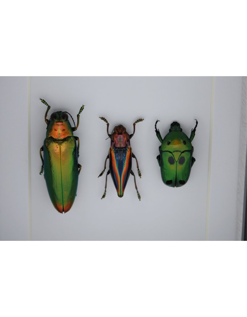 Nature Deco Beetle trio in luxury 3D frame 12 x 12cm