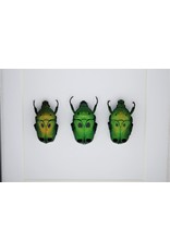 Nature Deco Green beetles in luxury 3D frame 12 x12cm