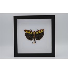 Nature Deco katydid in luxury 3D frame