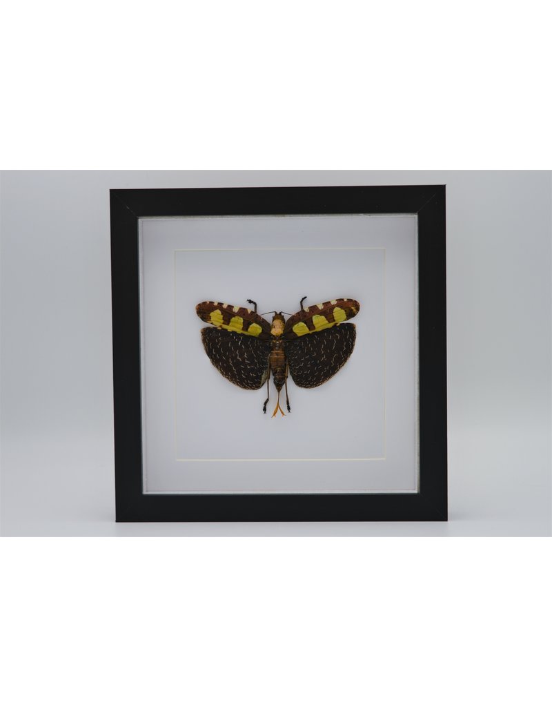 Nature Deco katydid in luxury 3D frame 22 x 22cm