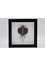 Nature Deco Draco Volans Volans (flying dragon) in luxury 3D frame 22 x 22cm