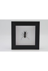 Nature Deco Bullet ant in luxury 3D frame 12 x 12cm